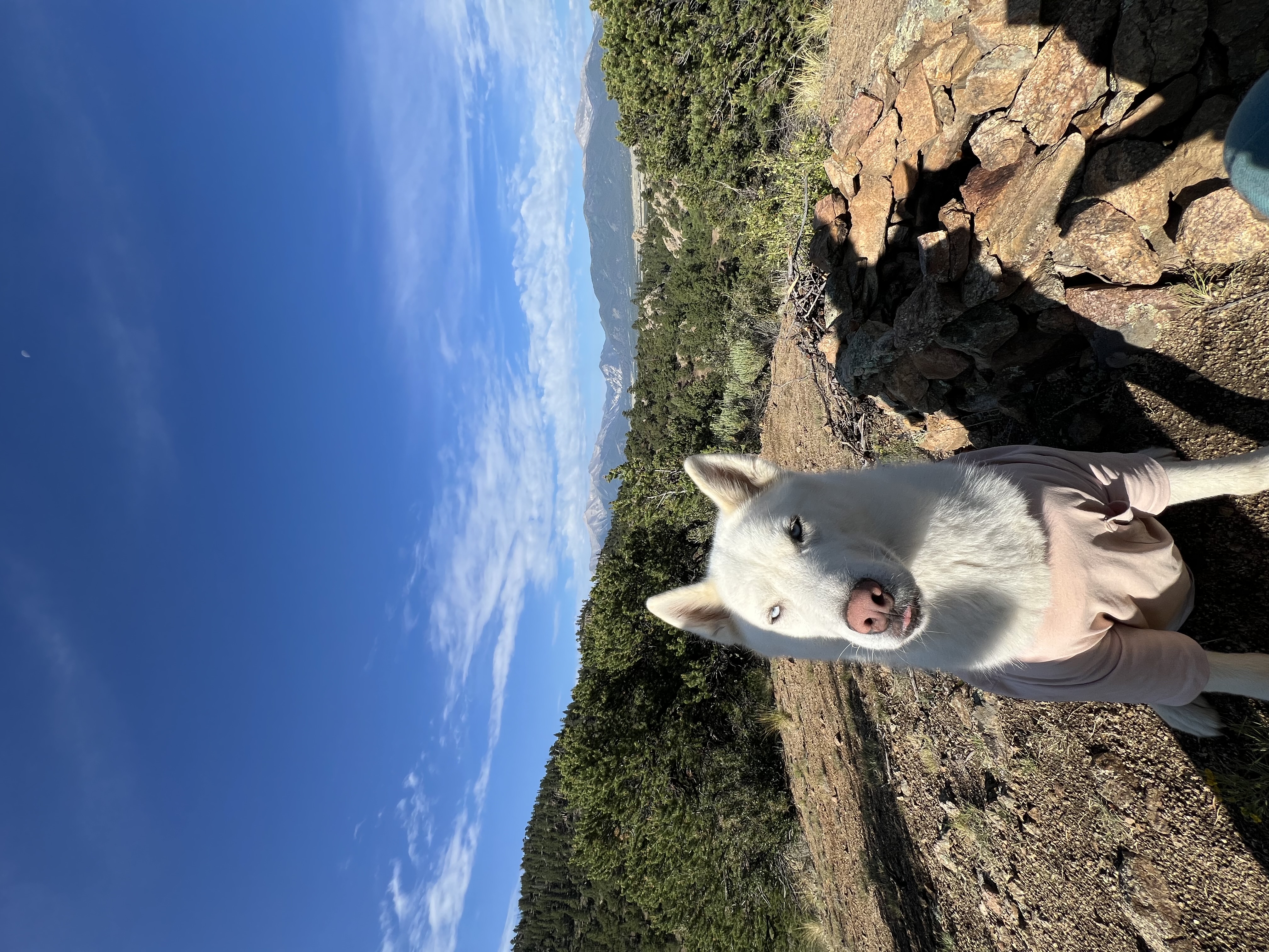 Yeti the Siberian Husky in the snow